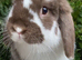 Rehoming and rescuing