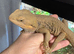 18 month old male bearded dragon