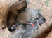 New Born Chihuahuas