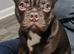 French bulld brown and brindle 5months old