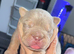 English bulldog puppies