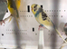 Budgies & Zebra Finch