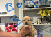 Puppies available 5th August