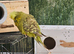 Budgies