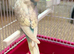 For sale aviary budgies 8 to 10 weeks old