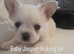 Fluffy frenchie