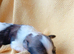 Full Breed KC registered Havanese Puppies