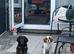 Heartbreaking sale of our fur babies