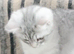 Lovely kittens