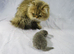 Stud Duties: Persian male (chinchilla/Doll-faced)