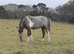 Alfie Appaloosa x quarter horse 14.1