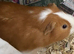 3 male guineas all bonded