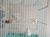 1 pair canary