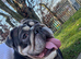 Lilley British bulldog