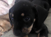 Black and tan pup