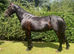 Sensible Smart Summer Project Pony
