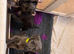 Bedlington/whippet puppies
