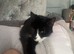 Female cat &pound;20