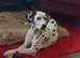Stunning Dalmatian Girl reluctant Sale