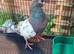 Lovely molaman cock