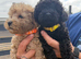 Beautiful Toy Poodle Puppies !!READY NOW!!