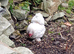 Lavender pekin bantam pair