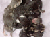 7 gorgeous kittens