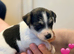 Jack Russell puppy’s