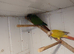 Pair conures fenale..greencheek.nale suncheek