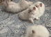Simba family