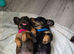 Miniature longhaired dachshunds