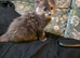 Maine Coon X