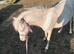 Welsh mountain pony ( section A) yearling filly