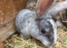 Baby velvet mini rex