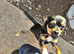 15 month old chorkie for sale