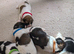 Shih Tzu puppys 1 girl 3 boys available now due to time wasters