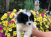 Papillon/ toy poodle puppies