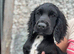 Last boy left beautiful cocker spaniel puppy