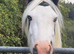 Beautiful cob gelding for sale