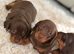 Miniature dachshund puppies