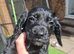 Working cocker spaniel puppies Ready to leave now