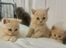 ️️ BRITISH SHORTHAIR CREAM KITTENS READY NOW