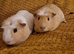 2 male guinee pigs