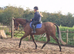 Smart big gelding