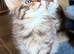 Beautiful long hair kittens