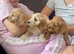 CavaJack Puppies
