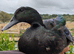 Beautiful Cayuga ducks available