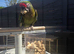 Military macaw
