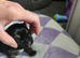 Border terrier puppies
