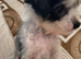 2 Chinese crested puppies